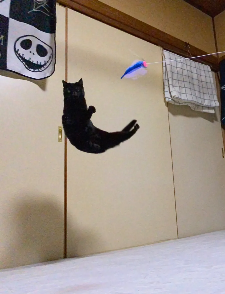 猫の写真