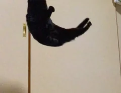 猫の写真