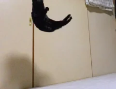 猫の写真