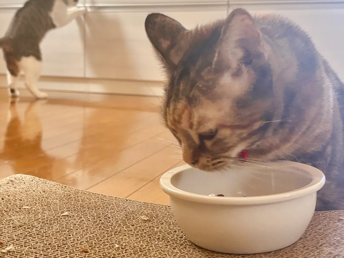 猫の写真