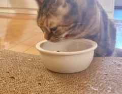 猫の写真