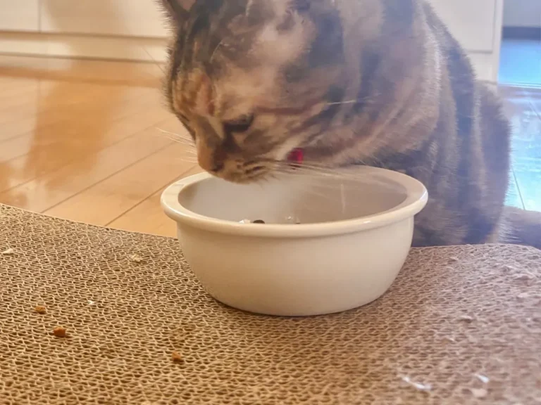 猫の写真