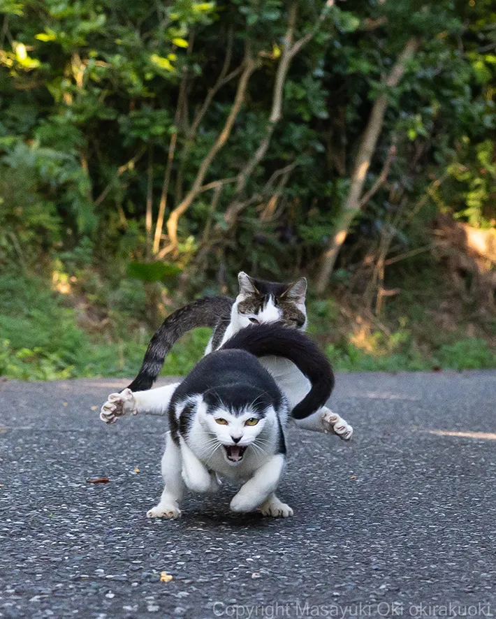猫の写真