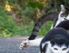 猫の写真