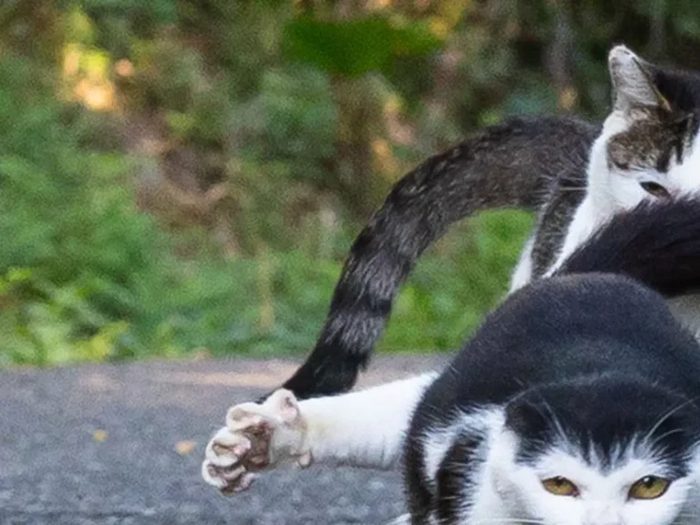 猫の写真