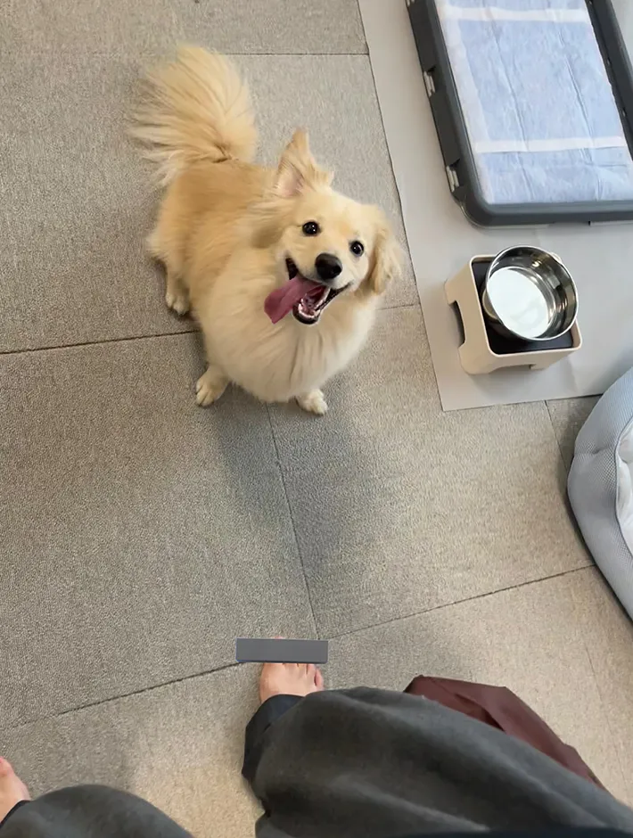 犬のとろろくん