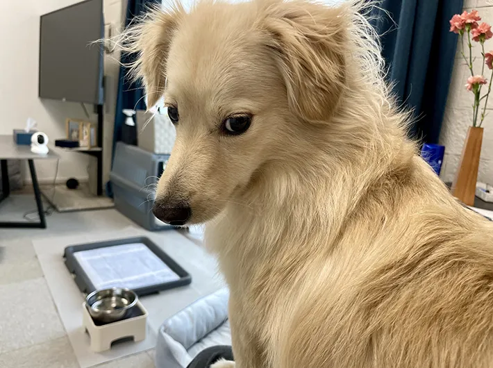 犬のとろろくん