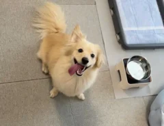 犬のとろろくん