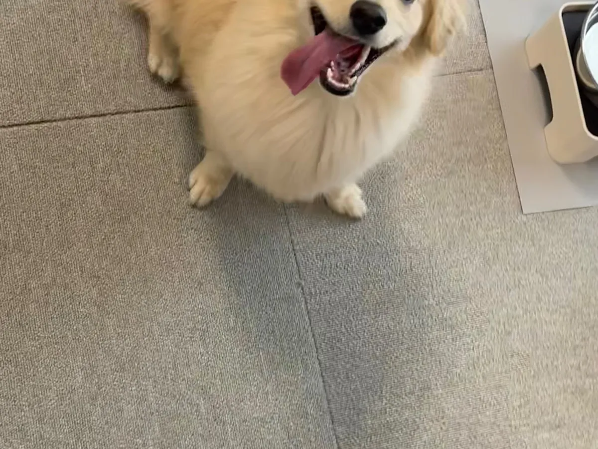 犬のとろろくん