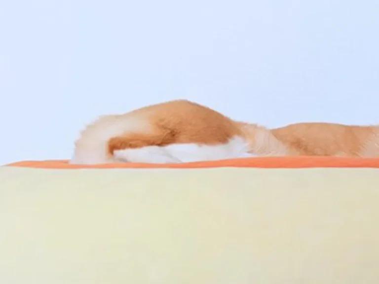 コーギーの写真
