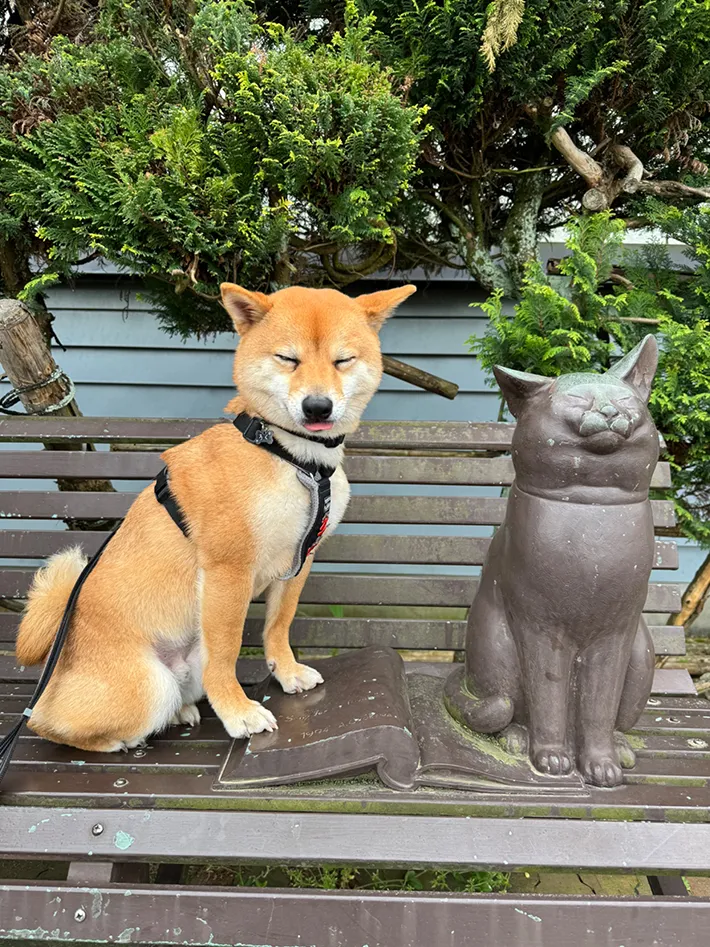 オブジェと似た表情の柴犬