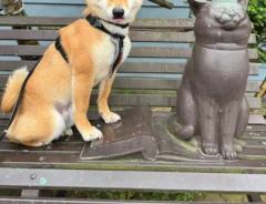 柴犬