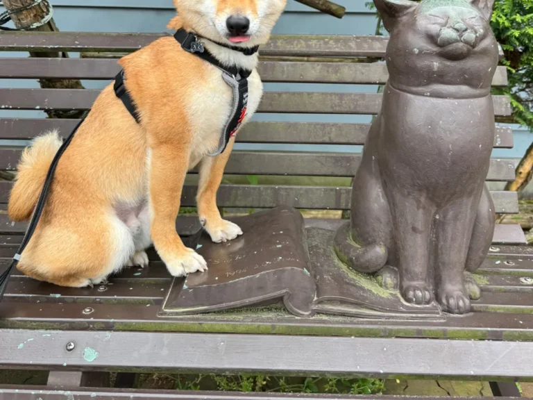 柴犬