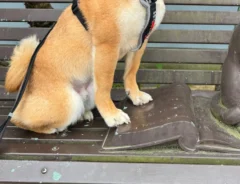 柴犬