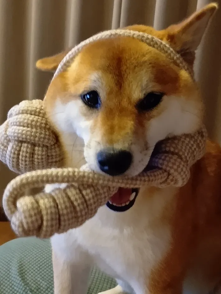 オモチャが絡まった犬