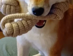 柴犬
