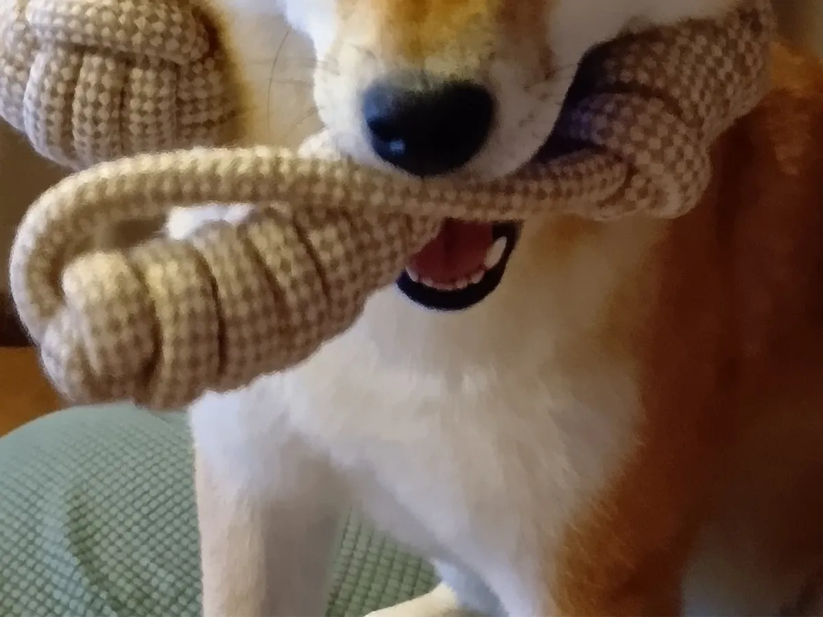 柴犬