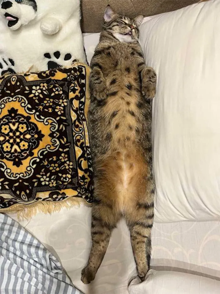 猫の写真