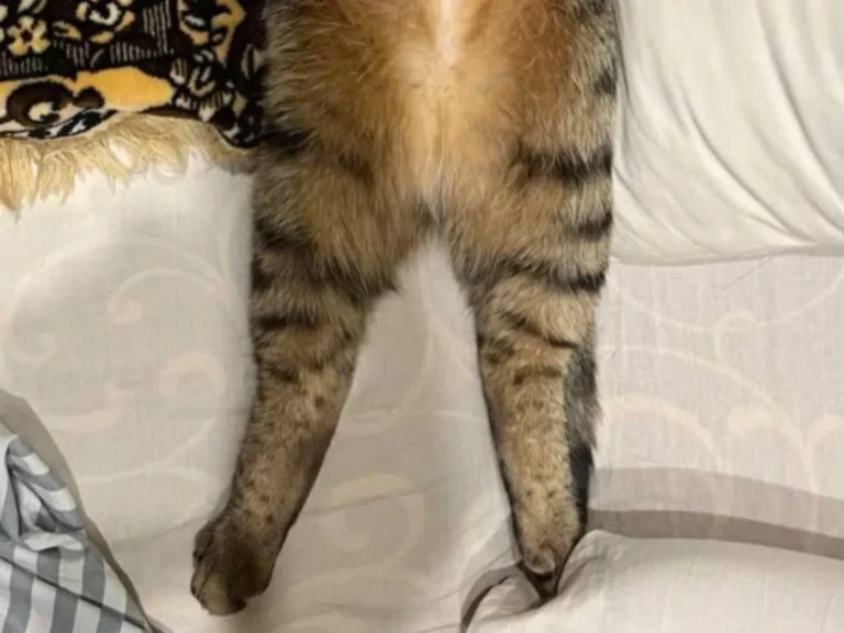 猫の写真
