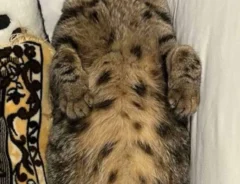 猫の写真