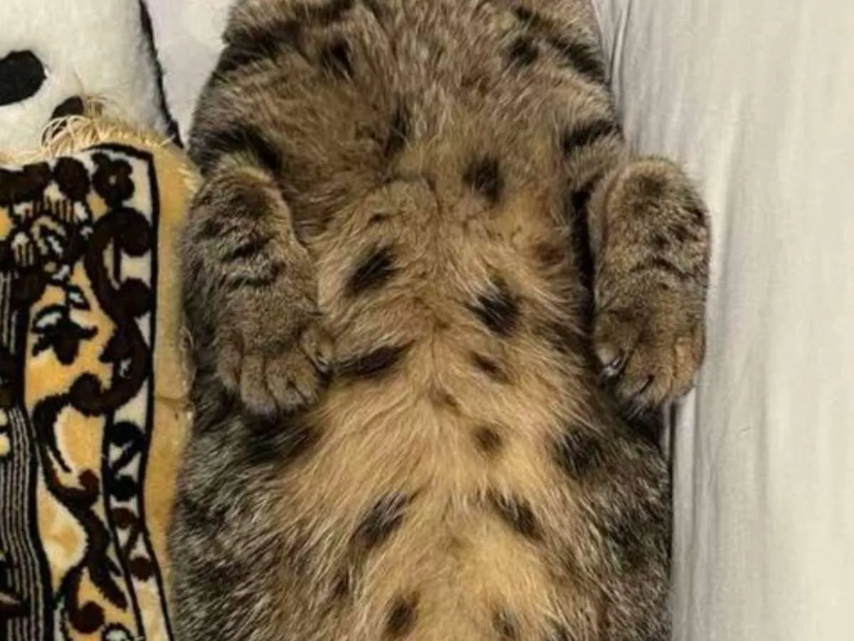 猫の写真