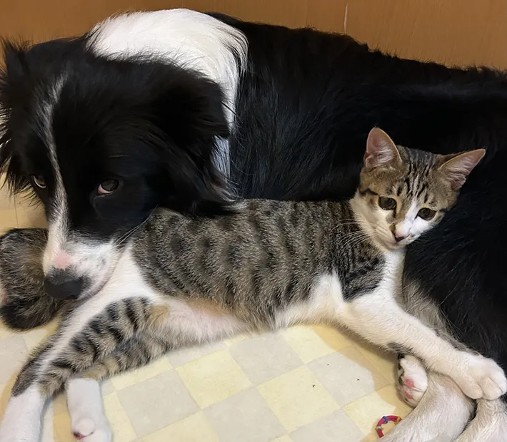 猫と犬の写真