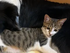 猫と犬の写真