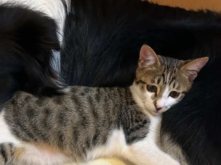猫と犬の写真