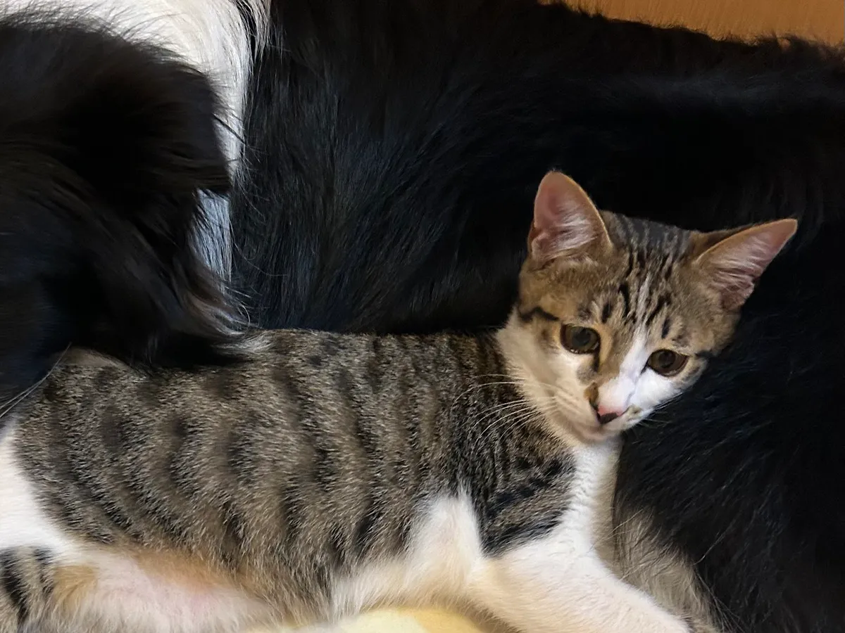 猫と犬の写真