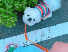 ペキニーズの写真