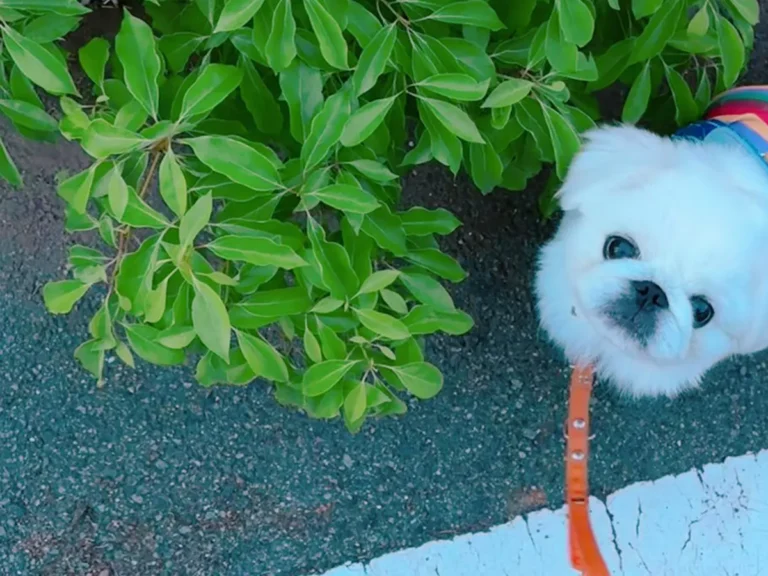 ペキニーズの写真