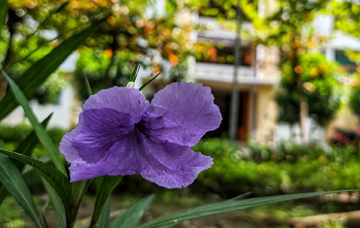 花と建物の写真