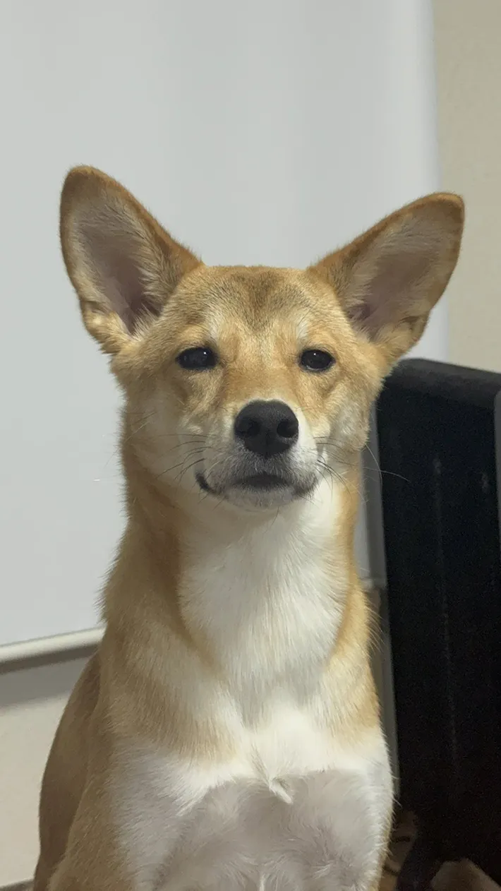 柴犬の写真