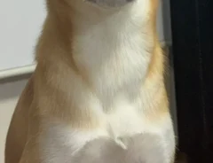 柴犬の写真