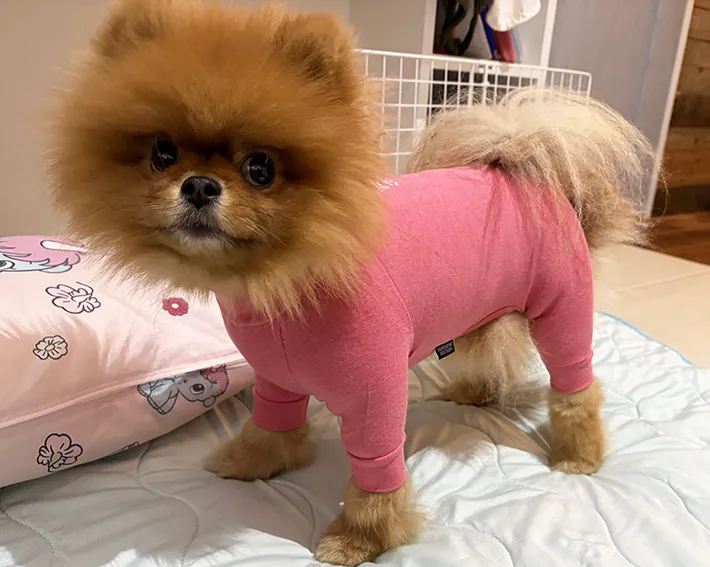 ポメラニアン