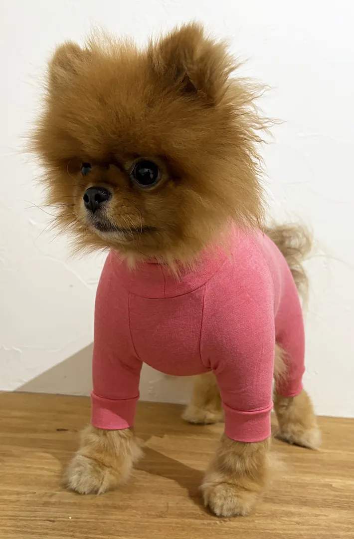 ポメラニアン