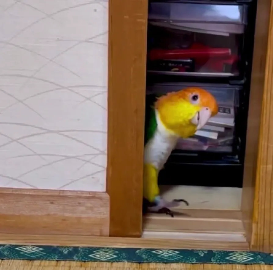 押し入れから顔を出すインコ