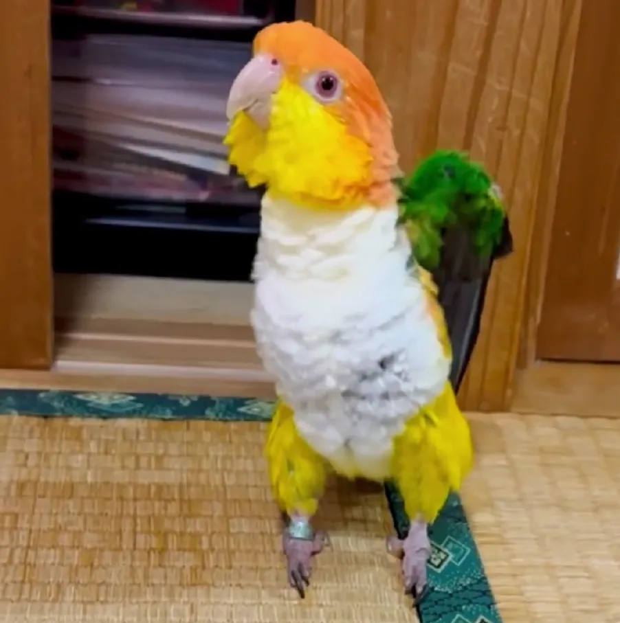 小さく羽を広げるインコ