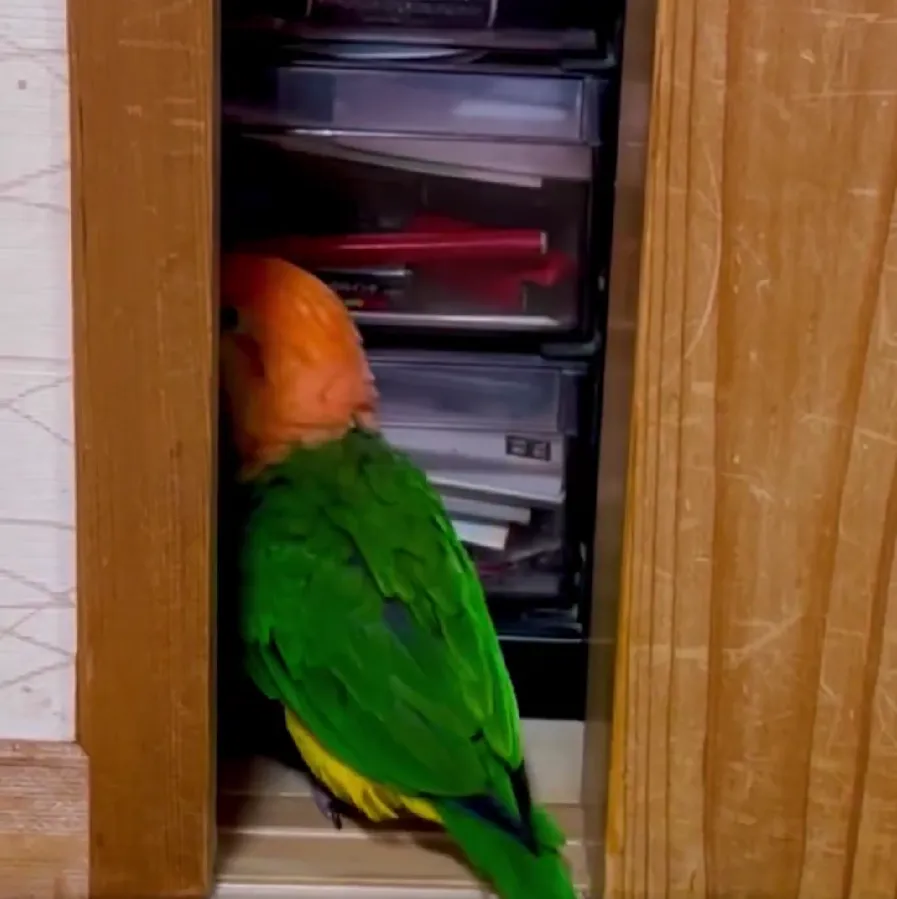 押し入れに戻っていくインコ