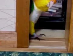 インコ