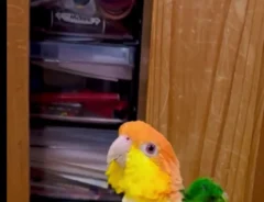 インコ