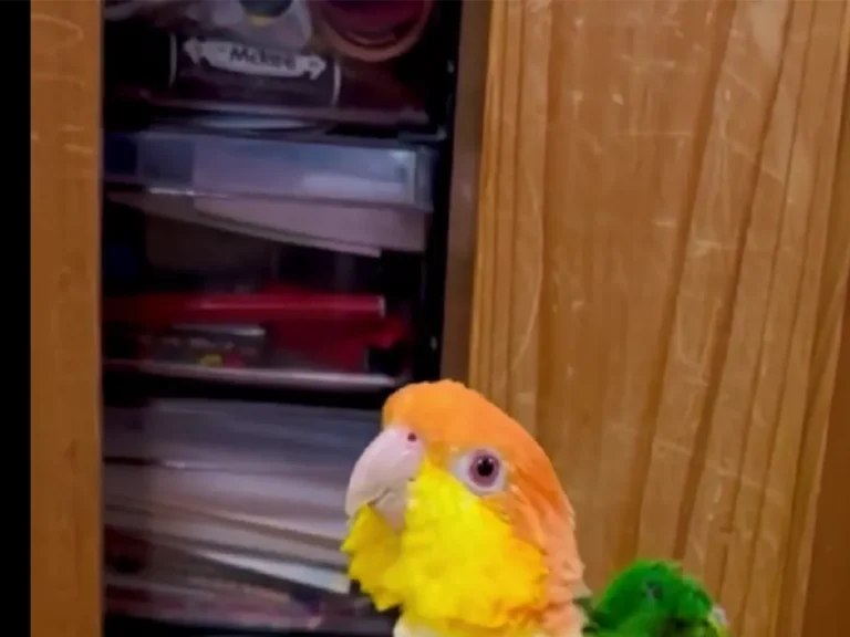 インコ