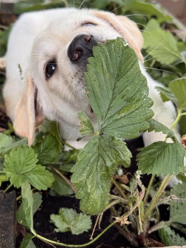 子犬の写真