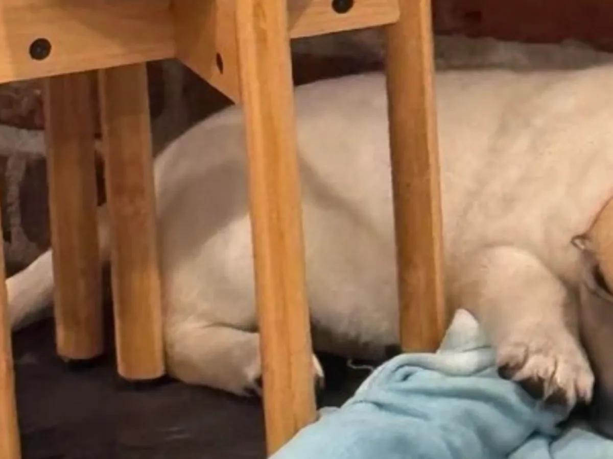 犬の写真