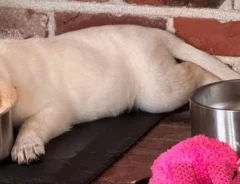 犬の写真