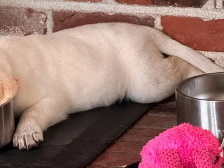 犬の写真