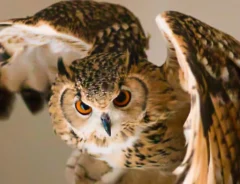 フクロウの写真