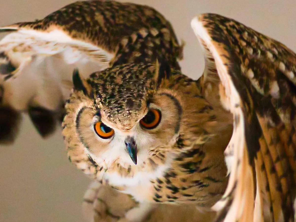 フクロウの写真