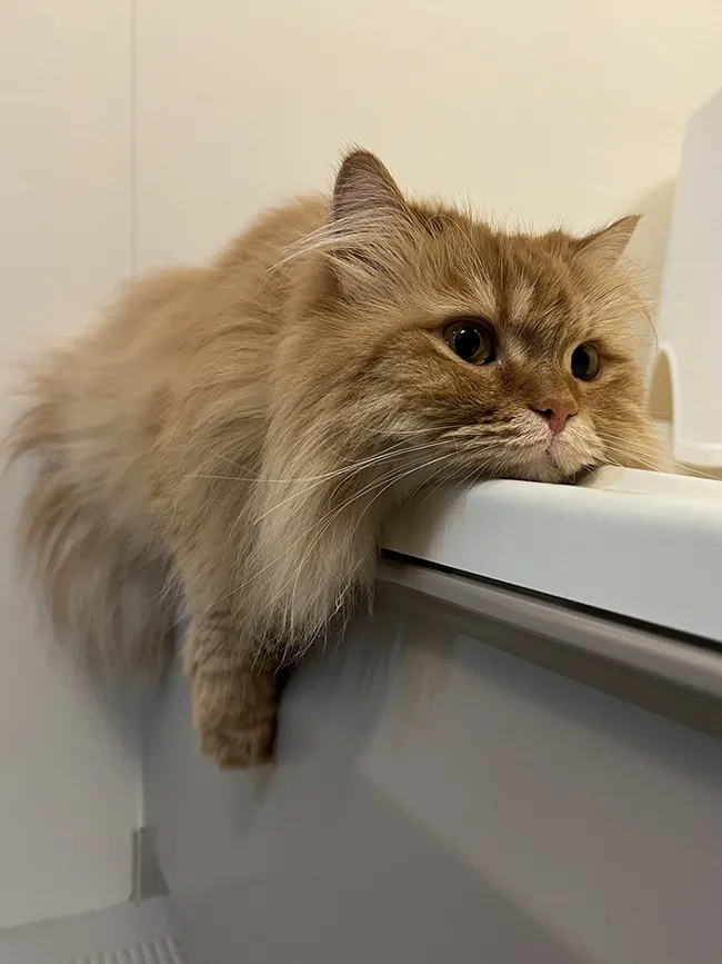 猫