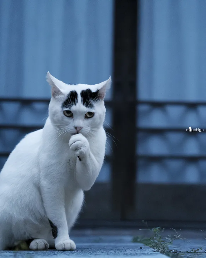 猫